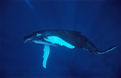 Humpback whale, calf, Megaptera novaeangliae, Silverbanks, Caribbean Sea, Dominican Republic,