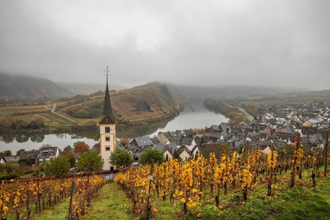 River in the mist meanders in a 180 degree loop through a valley between vineyards. A great