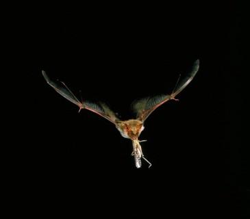 Mouse-Eared Bat (myotis myotis), Adult in Flight, Catching Grasshopper