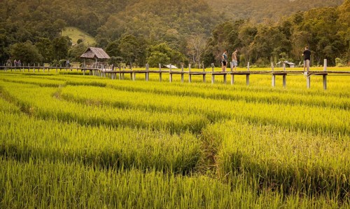 Pai, Thailand on November 23, 2019: Tourists walking on the bamboo bridge over green rice paddies,