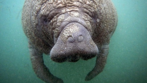 Young animal near Crystal River, Florida