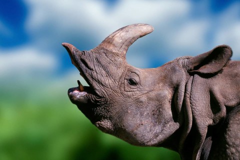 Indian rhinoceros (Rhinoceros unicornis), side, profile