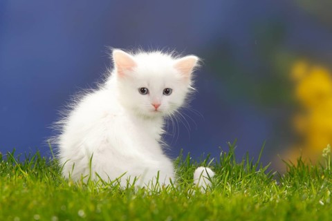 Siberian Forest Cat, kitten, 7 weeks, white