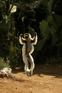 Verreaux's Sifaka (propithecus verreauxi), Adult hopping across open ground, Berenty Reserve,