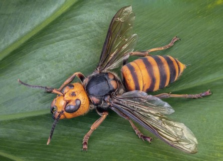 Asian Giant Hornet, Japanese giant hornet, also Murder Hornet (Vespa mandarinia)