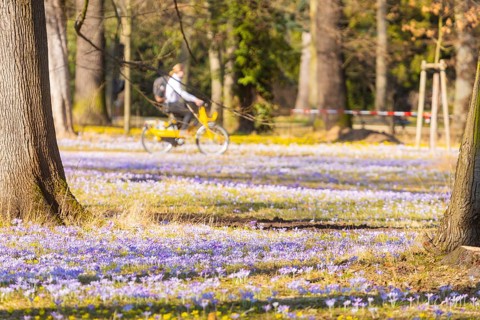 Blooming crocuses and winter aconites on the meadows in the Baroque Park Großer Garten, Dresden,