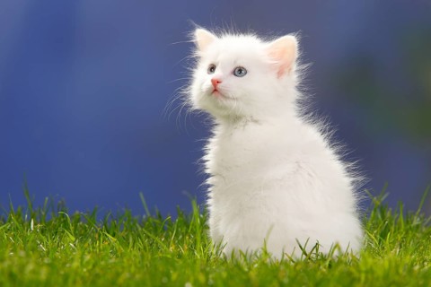 Siberian Forest Cat, kitten, 7 weeks, white