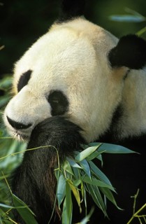 Giant panda (ailuropoda melanoleuca), adult eats bamboo