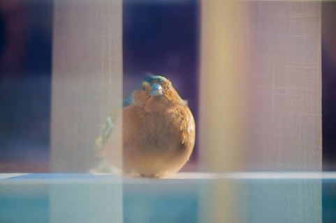 Front view of a chaffinch through the window pane