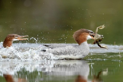 Common merganser. Mergus merganser. A female caught a bull frog and try to escape from a another