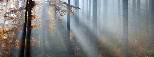 Panorama, spruce forest in autumn with fog, sun shining through the tree trunks, beech with autumn