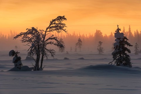 Winter landscape in the fog, Muddus National Park, Laponia World Heritage Site, Norrbotten,