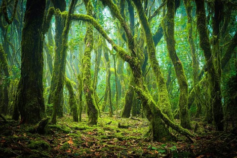 Green, partly foggy laurel forest with moss-covered trees that form a dense and atmospheric