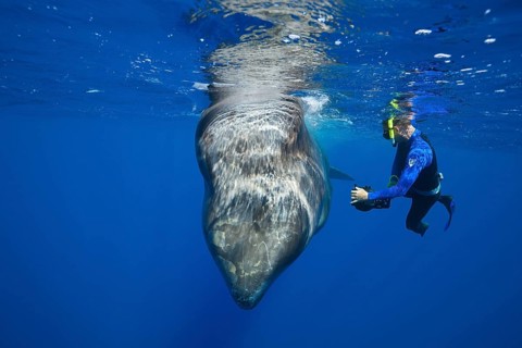 Sperm whale and snorkeller, Physeter macrocephalus, Caribbean, Dominica, Central America
