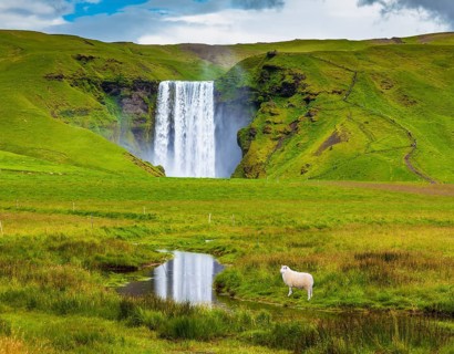 Grandiose falls Skogafoss in Iceland. On a meadow before falls the white lamb is grazed