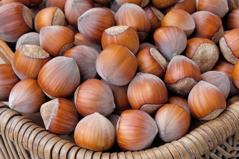 Hazelnut (Corylus 'Corabel')