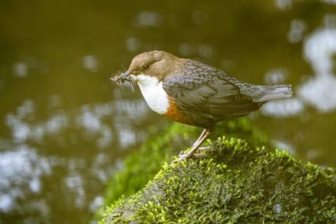 White-throated Dipper (Cinclus cinclus), at a torrent with larvae in its beak,