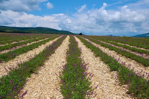 Sage field, in summer, Sault, Department Vaucluse, Provence, France, Europe