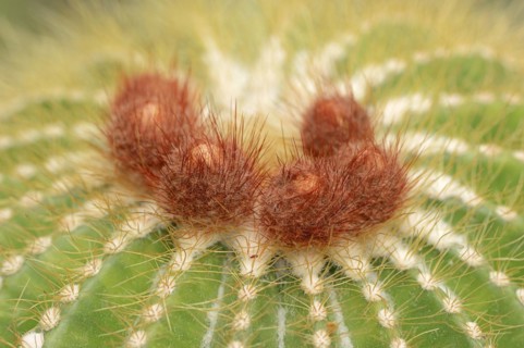 Cactus (Parodia magnifica, Notocactus magnificus), native to Brazil