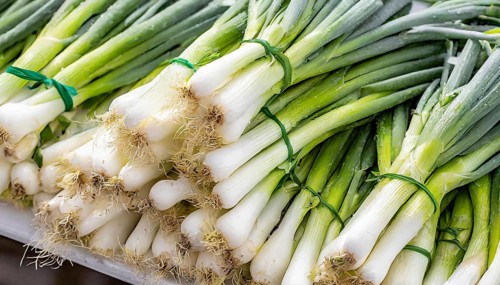 Vegetable, spring onion or spring onion, also known as winter onion, Allium fistulosum, in a bunch
