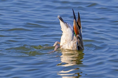 Common shelduck (Tadorna tadorna, Anas tadorna) feeding by upending upside down in water of pond in