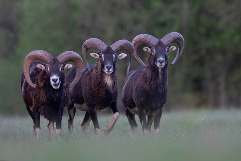 European mouflon (Ovis gmelini musimon, Syn.: Ovis orientalis musimon, Ovis aries musimon),