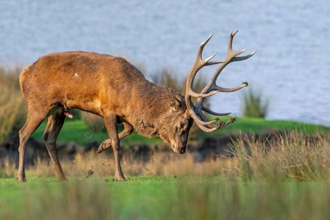 Rutting red deer (Cervus elaphus) stag spraying, scenting himself with urine which odour helps