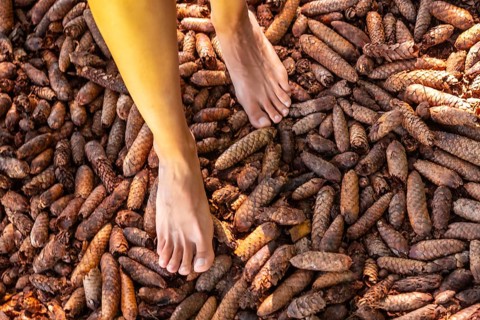 Barefoot treading pine cones in a sensory park to enjoy nature and the senses, Black Forest,