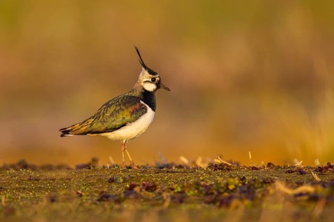 Northern Lapwing (Vanellus vanellus), North Rhine-Westphalia, Germany, Europe