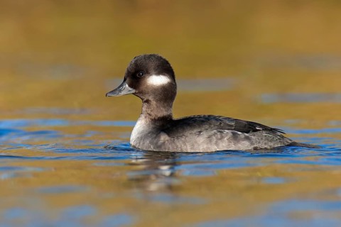 Bufflehead (Bucephala albeola) female, British Columbia, Canada, North America