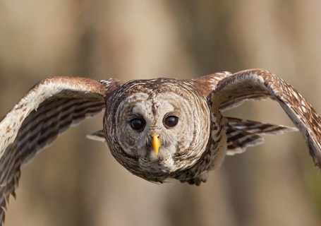 Barred Owl (Strix varia) flying, Florida, USA, North America