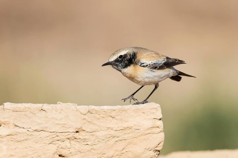 Desert Wheatear (Oenanthe deserti homochroa) male, Eilat, Israel, Asia
