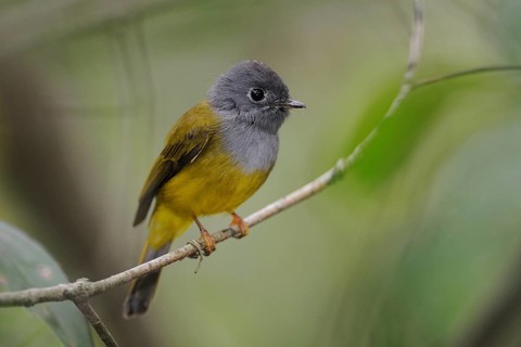 Grey-headed Canary-flycatcher (Culicicapa ceylonensis), Sri Lanka, Asia