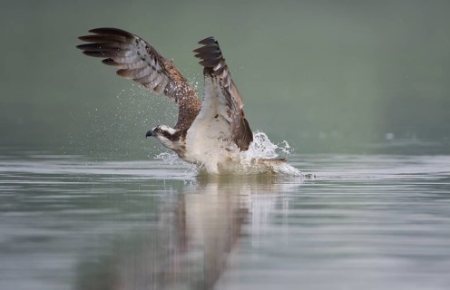 Western Osprey (Pandion haliaetus) flying, Mecklenburg-Western Pomerania, Germany, Europe