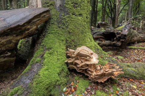Giant spore (Meripilus giganteus) in beech forest (Fagus sylvatica), Emsland, Lower Saxony,