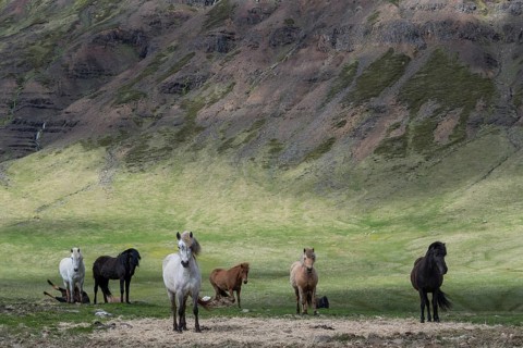 Group of Icelandic horses, Iceland, Europe