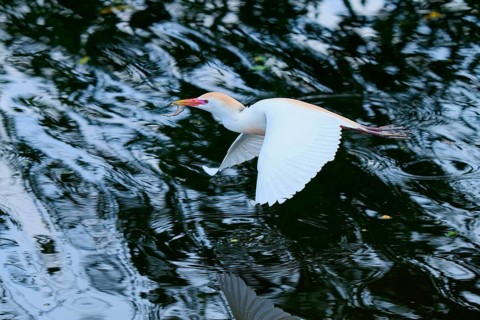 Cattle egret (Bubulcus ibis), in fly, springtime, Wakodahatchee Wetlands, Delray Beach, Florida,