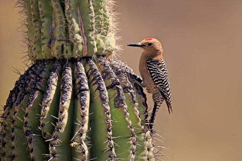 Gila woodpecker (Melanerpes uropygialis), adult, male, on saguaro cactus, foraging, Sonoran Desert,