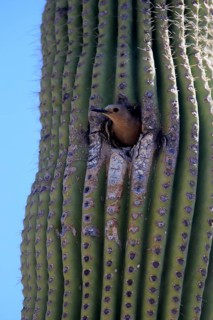 Gila woodpecker (Melanerpes uropygialis), adult, female, looking out of breeding cavity, Saguaro