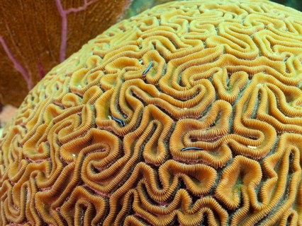Close-up of a brain coral (Diploria labyrinthiformis) with several neon goby (Elacatinus oceanops)