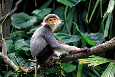 Red-legged monkey (Pygathrix nemaeus), adult, on tree