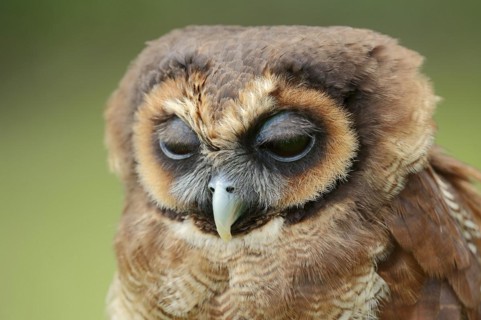 Brown wood owl (Strix leptogrammica), portrait, captive, occurrence in Asia