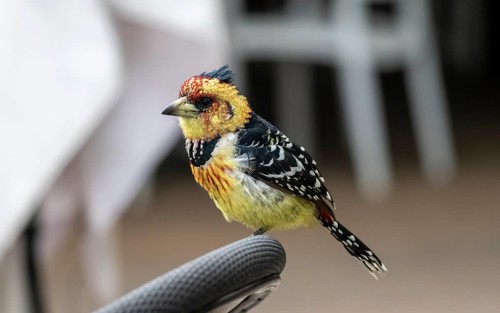 Crested Barbet (Trachyphonus vaillantii) or Black-backed Barbet, sitting on the back of a chair in