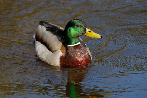 Mallard (Anas platyrhynchos), drake, male in splendour, Schleswig-Holstein, Germany, Europe