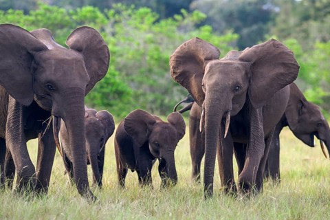 African forest elephants (Loxodonta cyclotis) in a clearing in Loango National Park, Parc National