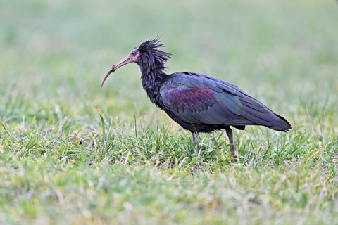 Northern bald ibis (Geronticus eremita), foraging in a meadow, Canton Zug, Switzerland, Europe