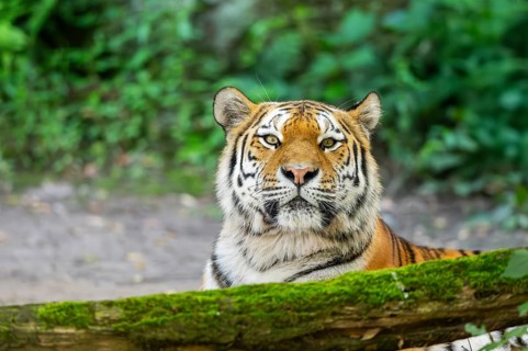 Siberian tiger (Panthera tigris altaica), lying lying behind an old wood, captive, Germany, Europe