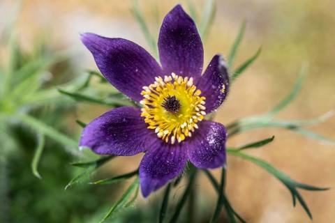 Pasque flower (Pulsatilla vulgaris), Emsland, Lower Saxony, Germany, Europe