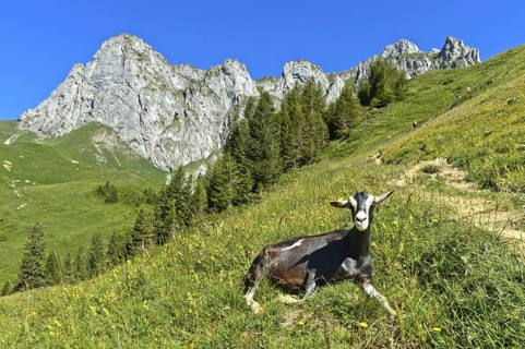 Hornless animal of the Thuringian Forest goat breed lying in the grass on the way to the mountain