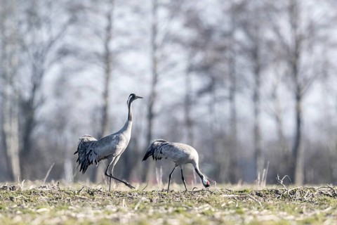 Cranes (Grus grus), Emsland, Lower Saxony, Germany, Europe